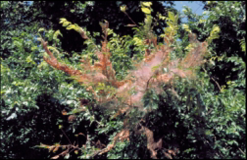 WebWorms Pecan Tree Web worms in trees - WebWorms in Austin, Texas Hill ...