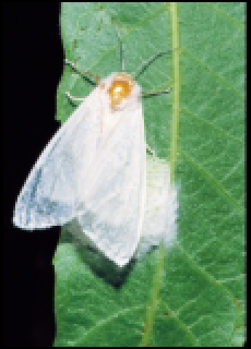 WebWorms Pecan Tree Web worms in trees - WebWorms in Austin, Texas Hill ...