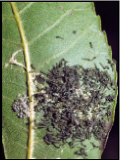 WebWorms Pecan Tree Web worms in trees - WebWorms in Austin, Texas Hill ...